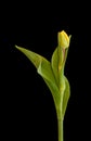 Elegant single isolated yellow green veined tulip,vintage painting style macro on black background