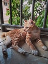 Elegant sitting cute orange cat