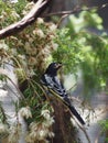 Elegant slender lovely Regent Honeyeater. Royalty Free Stock Photo