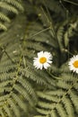 Elegant daisy flower in the center of many green plants