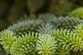 Elegant smooth fir needles of a pine and evergreen in winter are a symbol for christmas and the freshness of nature