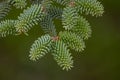 Elegant smooth fir needles of a pine and evergreen in winter are a symbol for christmas and the freshness of nature