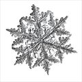 Elegant snowflake on white background