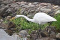 Elegant Snowy Egret Hunting For Small Fish In A Lagoon Royalty Free Stock Photo