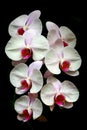 Elegant sonata of white phalaenopsis orchids Royalty Free Stock Photo