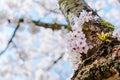 Elegant spring floral background. Blooming sakura white flowers. Cherry blossom branches against the blue sky, close up. Cherry Royalty Free Stock Photo