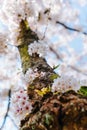 Elegant spring floral background. Blooming sakura white flowers. Cherry blossom branches against the blue sky, close up. Cherry Royalty Free Stock Photo