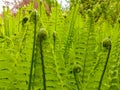 Elegant spring-green fern fronds unfurl.