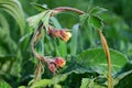 An elegant stalk with flowers of frozen plant covered with hoarfrost. Close-up, spring Royalty Free Stock Photo