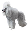 Elegant standart Poodle Royalty Free Stock Photo