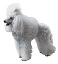 Elegant standart Poodle