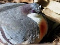 Elegant stylish Luzon Bleeding-Heart Pigeon. Royalty Free Stock Photo