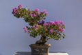 Elegant succulent bonsai with blooming pink flowers in brown clay pot