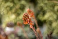 Elegant succulent flowers at garden Royalty Free Stock Photo
