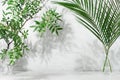 Elegant summer tropical background - green leaves palm and tree in vases with dappled shadow in sunshine on white marble tile wall