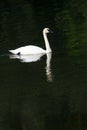 Elegant swan glides on dark water in Alaska