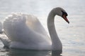 Elegant swan in a lake Royalty Free Stock Photo