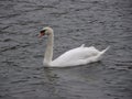 Elegant swan on lake