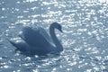 Elegant swan in a pond Royalty Free Stock Photo