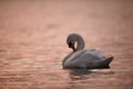 Elegant Swan Preening on Pink Water