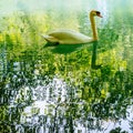 Elegant swan on the reflective surface