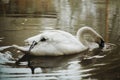 Elegant swan swimming in a forest lake, wildlife scene - white s Royalty Free Stock Photo