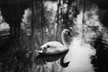 Elegant swan swimming in a forest lake, wildlife scene - white s Royalty Free Stock Photo