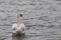 Elegant swan on the water surface