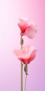 Elegant Sweet Pea: Minimalist Mobile Wallpaper For Tcl 4-series Royalty Free Stock Photo