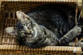 Elegant tabby cat laying and resting inside a wicker basket Royalty Free Stock Photo