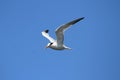 Elegant Tern & x28;Sterna elegans& x29;