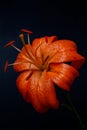 Elegant tiger or leopard lily lance-shaped lily close-up on a dark black background. A minimalistic photo for a poster Royalty Free Stock Photo