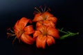 Elegant tiger or leopard lily lance-shaped lily close-up on a dark black background. A minimalistic photo for a poster Royalty Free Stock Photo