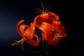 Elegant tiger or leopard lily lance-shaped lily close-up on a dark black background. A minimalistic photo for a poster Royalty Free Stock Photo