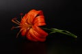 Elegant tiger or leopard lily lance-shaped lily close-up on a dark black background. A minimalistic photo for a poster Royalty Free Stock Photo