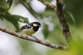 The elegant tit is a species of bird in the tit family Paridae endemic to the Philippines.