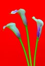 Three exotic purple calla lilies against red background Royalty Free Stock Photo