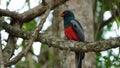 Elegant Trogon Bird in Nature Royalty Free Stock Photo