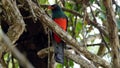 Elegant Trogon Bird in Nature Royalty Free Stock Photo