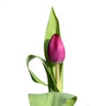Elegant tulip