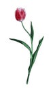 Elegant tulip on a high stem. Graceful botanical illustration