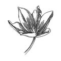Elegant tulip illustration. Botanical drawing of summer flowers. Hand-drawn garden tulip bud. Engraved style floral drawing on