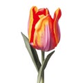 Elegant Tulip Illustration