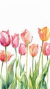 Elegant Tulip Watercolor Collection. Graceful watercolor tulips showcasing a spectrum of spring colors