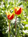 elegant tulips at garden full sun