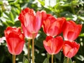 elegant tulips at garden full sun