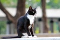 Elegant tuxedo cat sitting