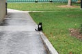 Elegant tuxedo cat