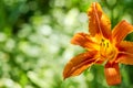 Elegant vivid orange lily on the blurred green background