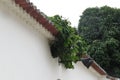 Elegant wall in the colonial style with many plants